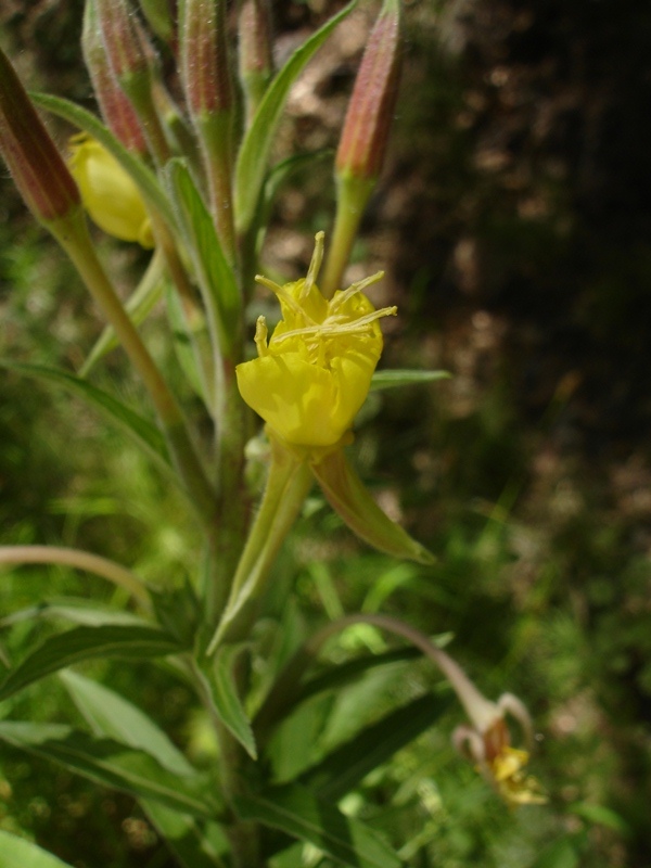 Oenothera villosa ssp. strigosa