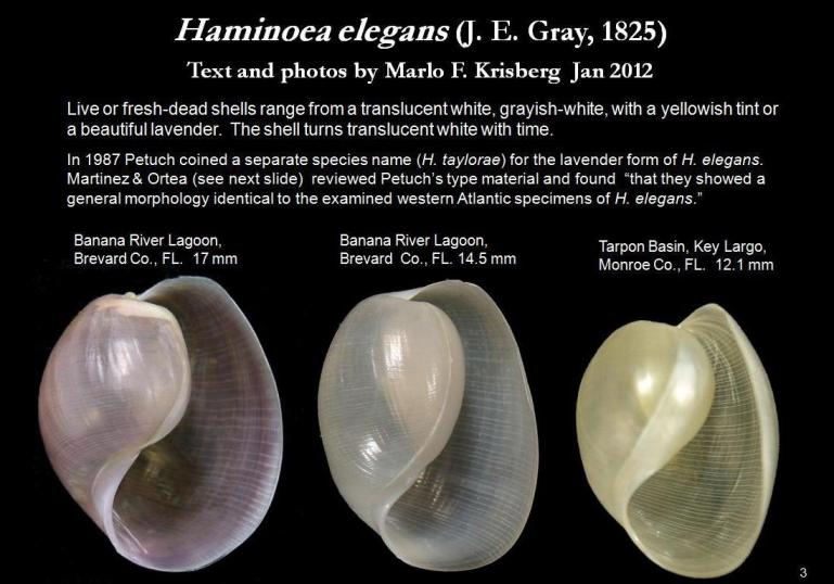 Haminoea elegans