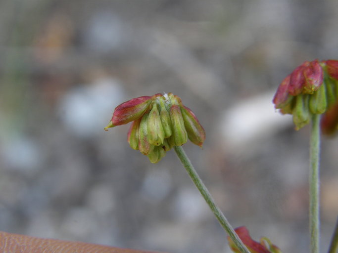 Eriogonum marifolium var. cupulatum