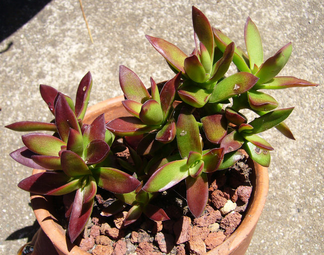 Crassula nudicaulis ssp. platyphylla