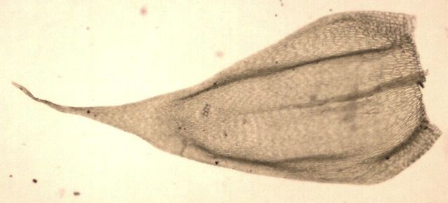 Brachythecium albicans