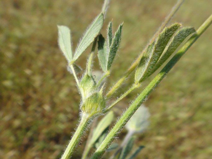 Trifolium griseum