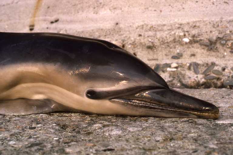 Delphinus delphis