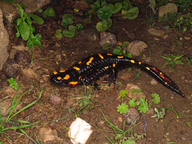 Salamandra algira