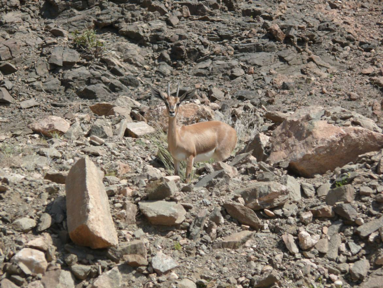Gazella arabica