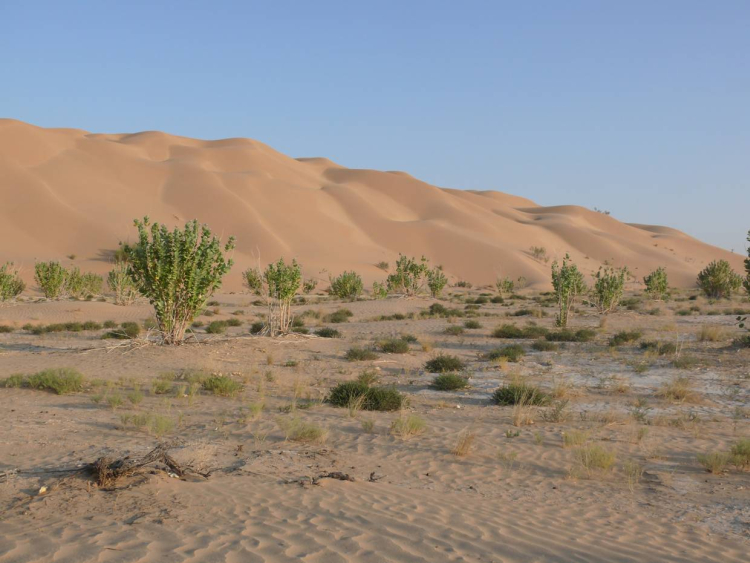 Rub al Khali desert (Salalah, Oman)