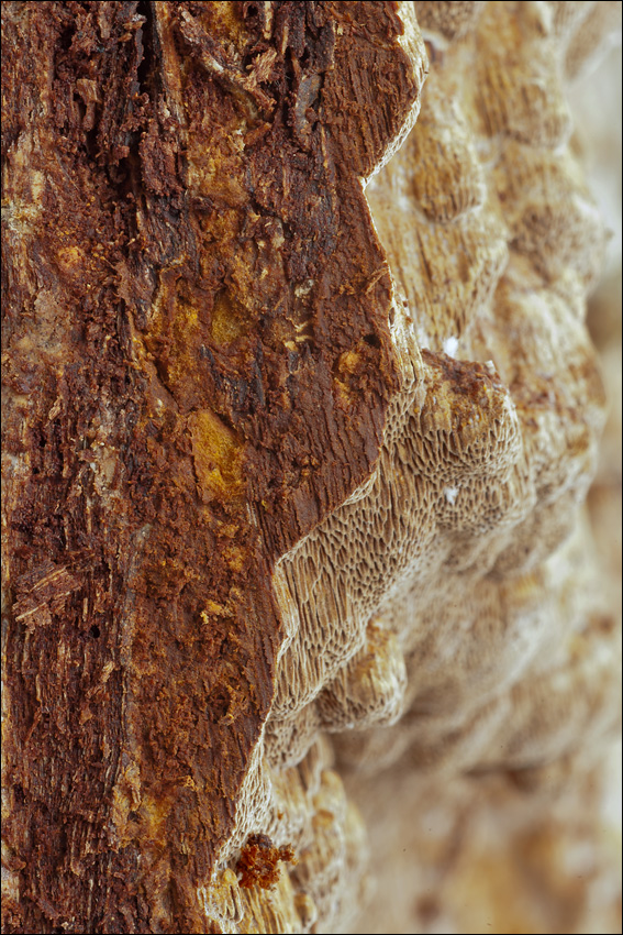 Fuscoporia ferruginosa