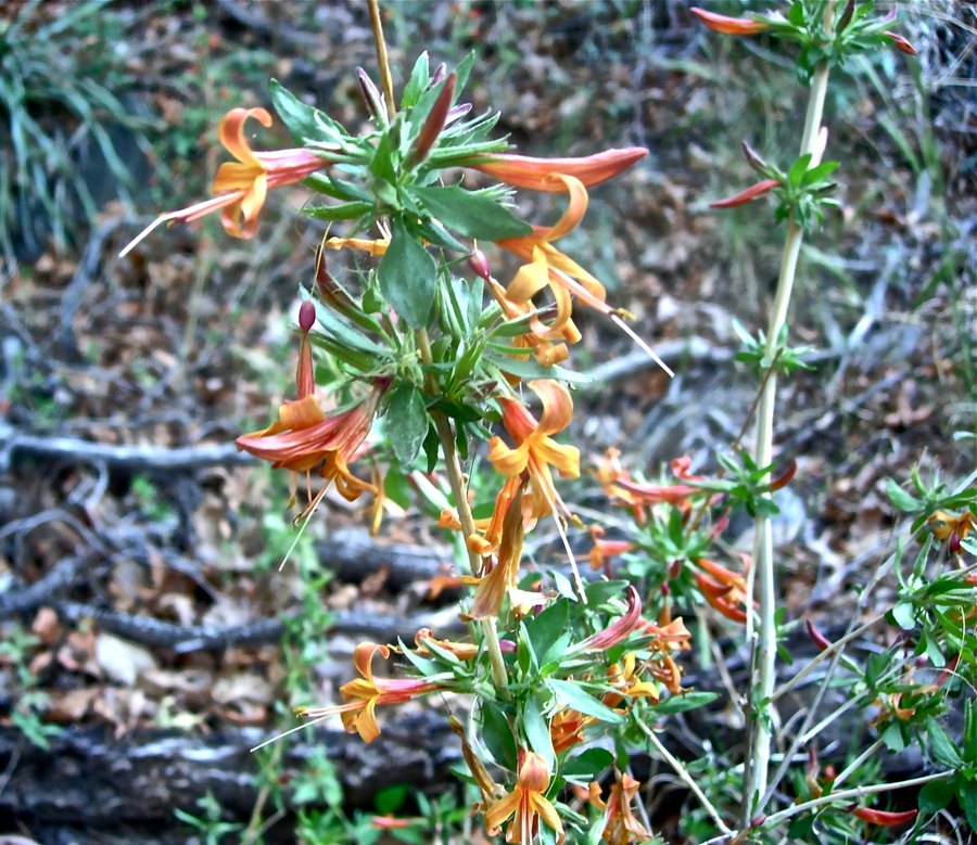 Anisacanthus thurberi