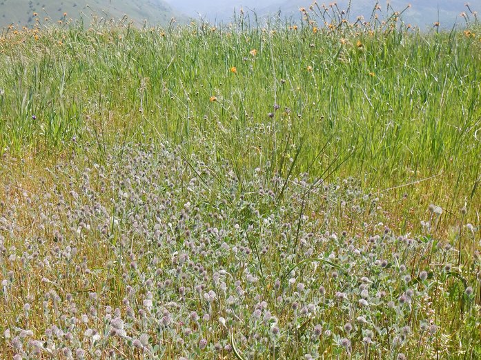 Trifolium griseum