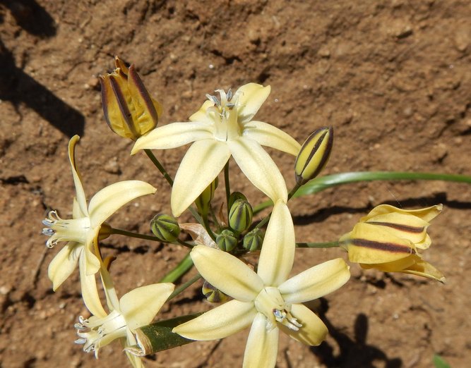 Triteleia ixioides ssp. scabra