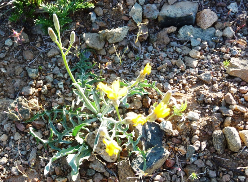 Crepis pleurocarpa