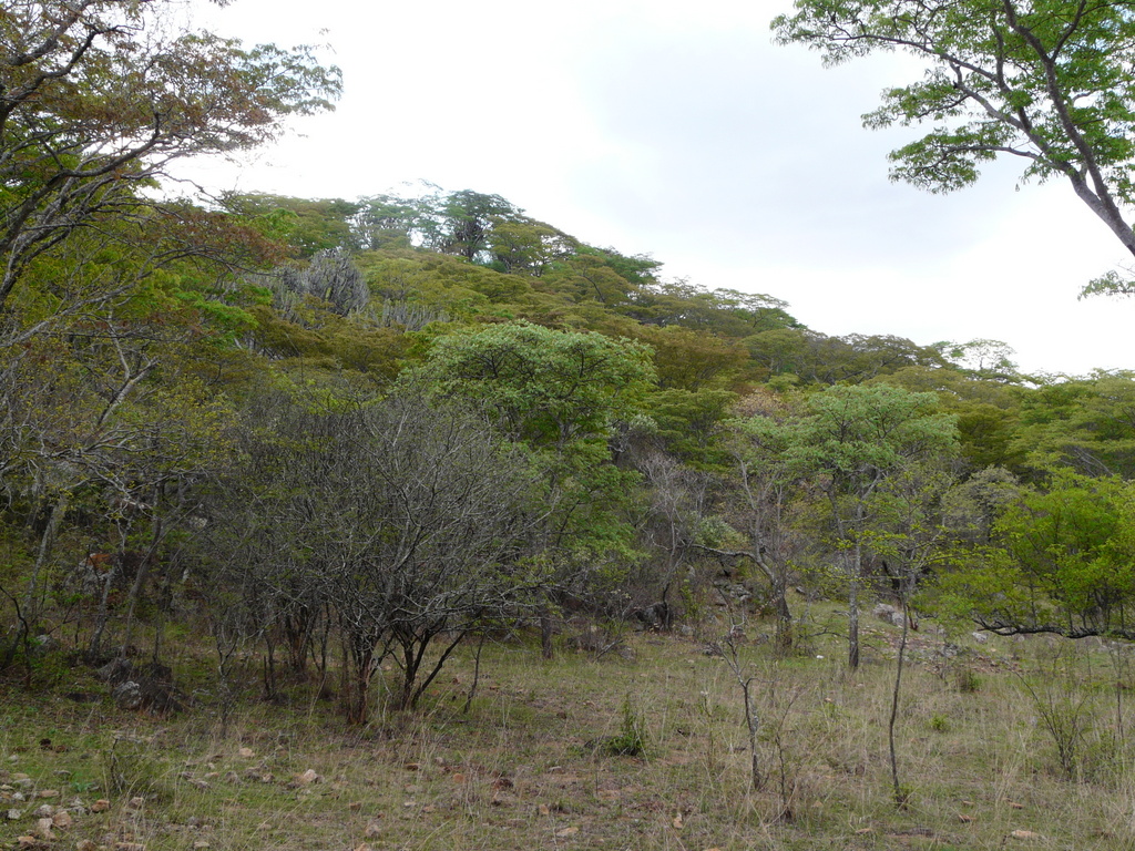 Miombo woodland near Mbalabala