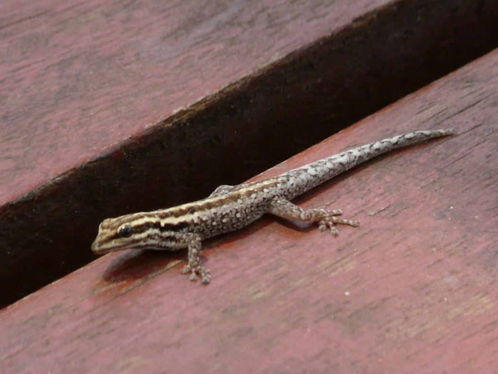 Lygodactylus image