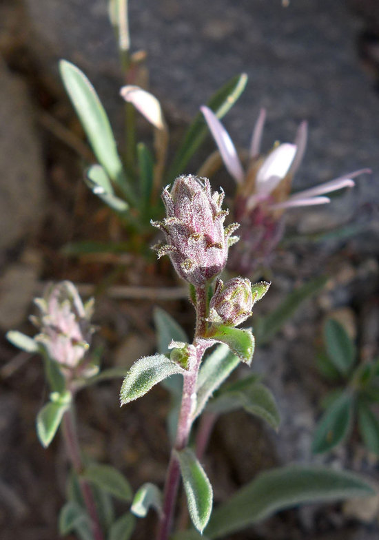 Dieteria canescens var. shastensis