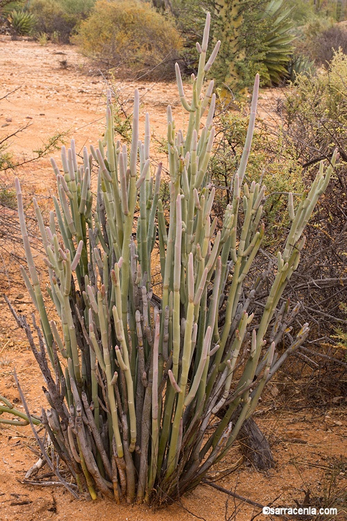 Euphorbia lomelii