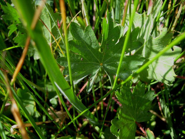 Sidalcea oregana ssp. spicata