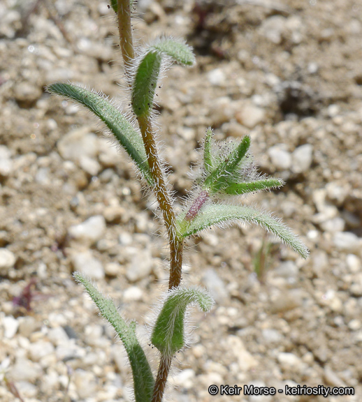 Layia glandulosa