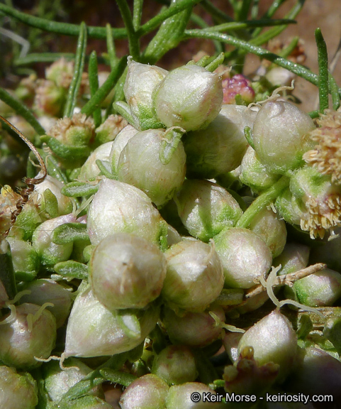 Ambrosia salsola var. salsola