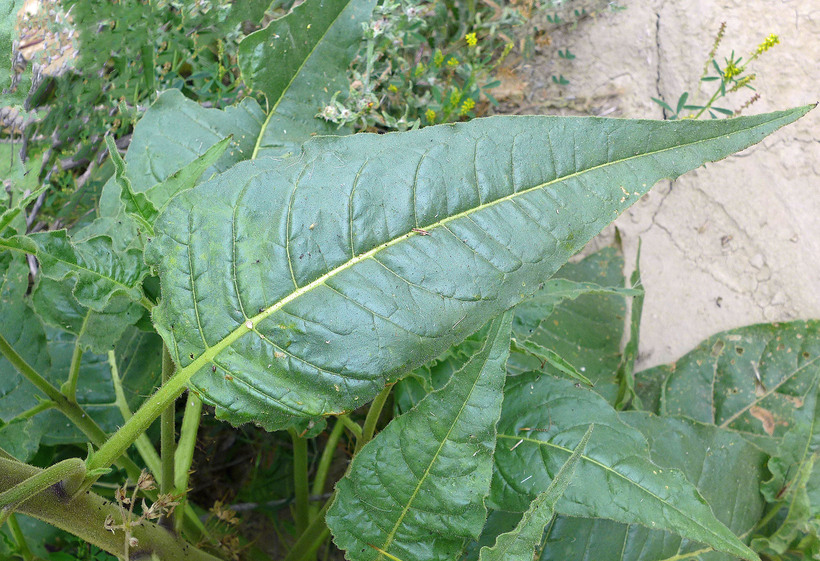Nicotiana acuminata var. multiflora