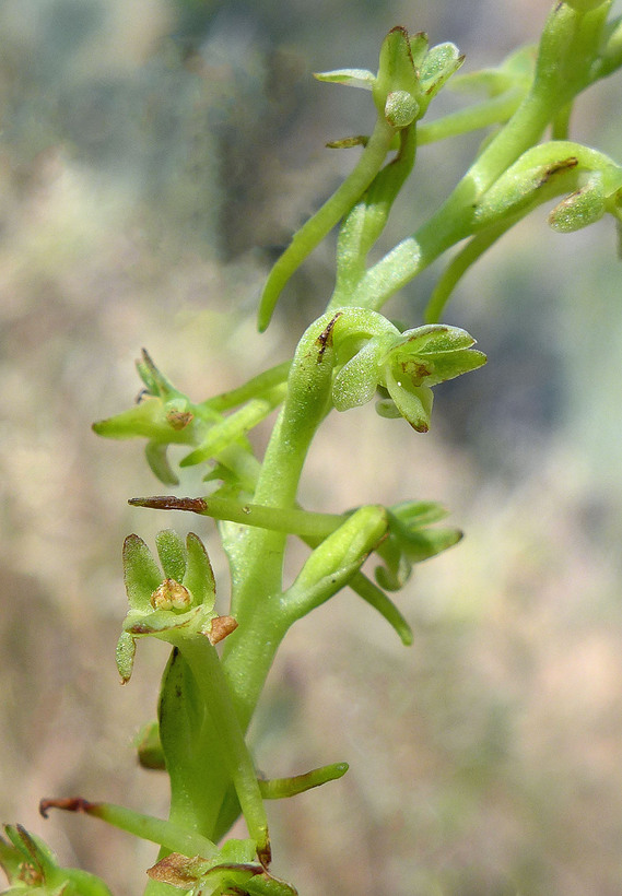 Piperia michaelii