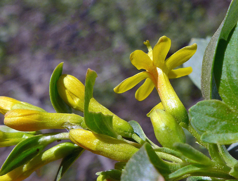 Ribes aureum var. gracillimum