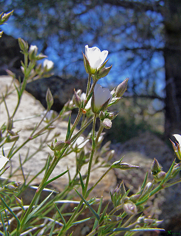 Eremogone macradenia var. arcuifolia