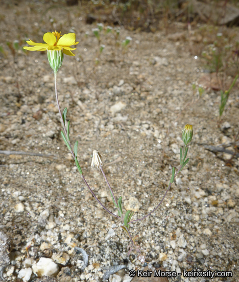 Pentachaeta aurea ssp. aurea