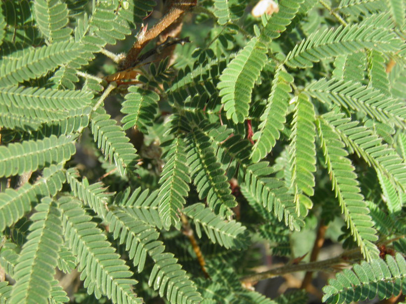 Calliandra peninsularis