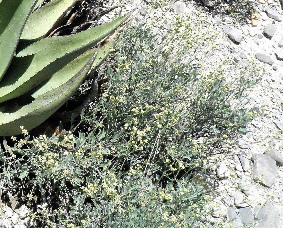 Parthenium argentatum