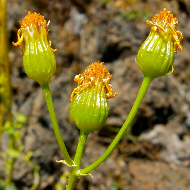 Packera eurycephala var. eurycephala