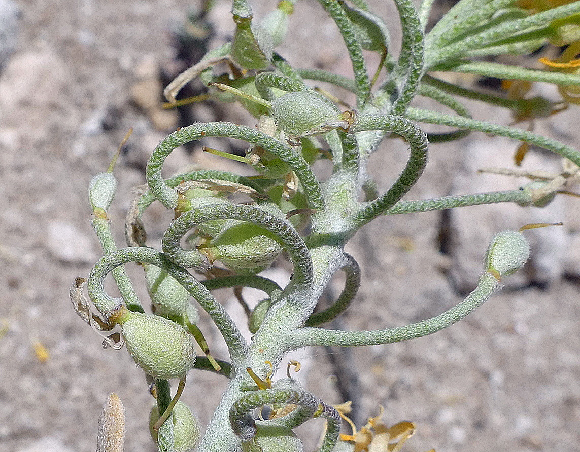 Physaria ludoviciana