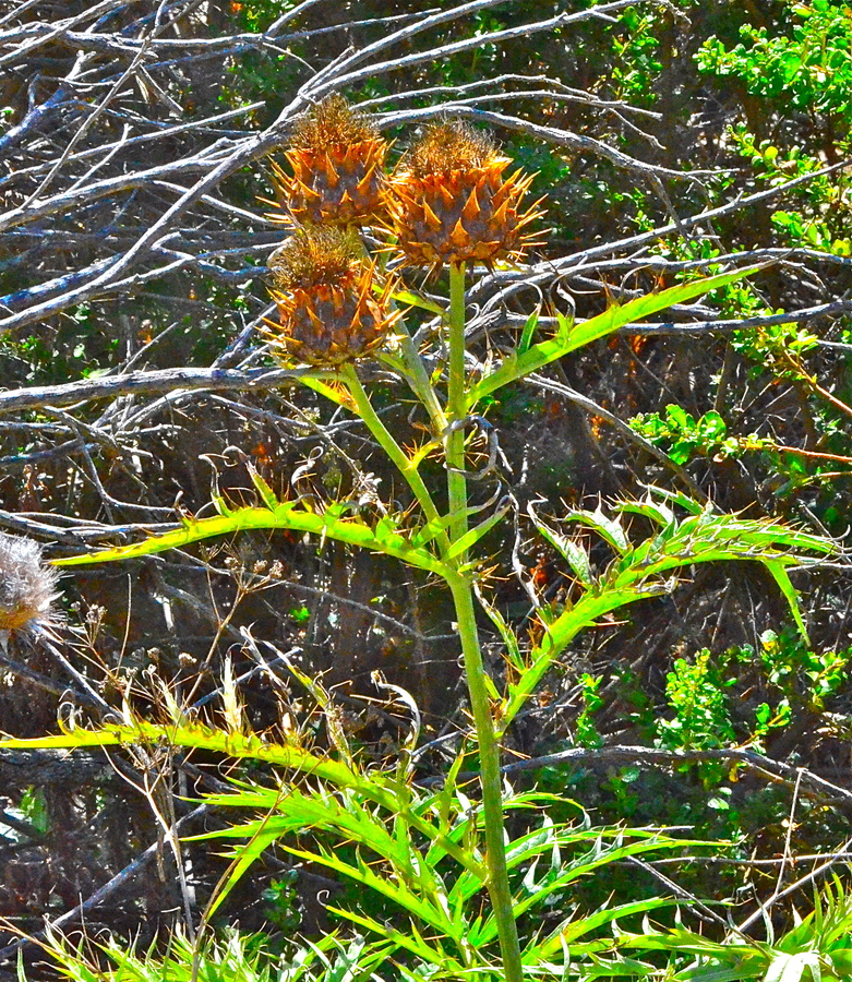 Cynara cardunculus ssp. flavescens