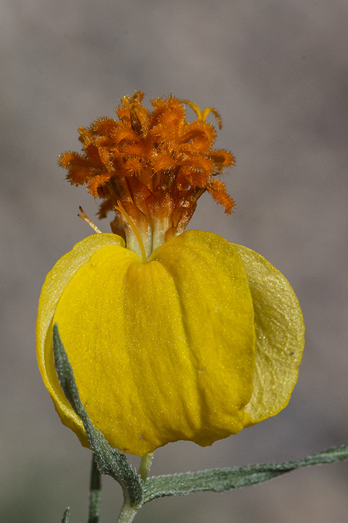 Zinnia grandiflora