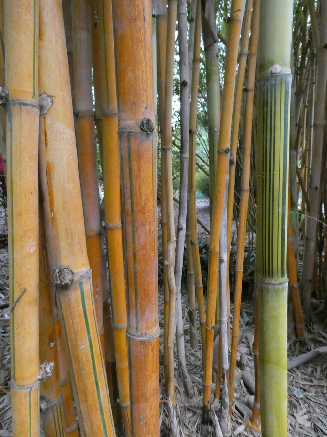 Bambusa dolichoclada