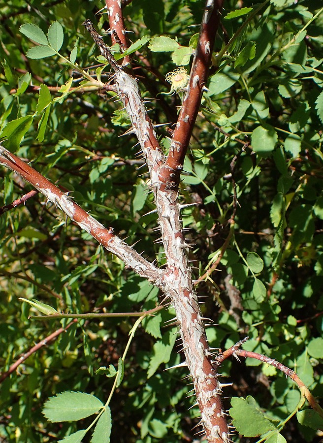 Rosa woodsii ssp. ultramontana
