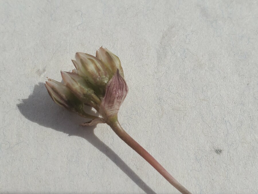 Allium punctum