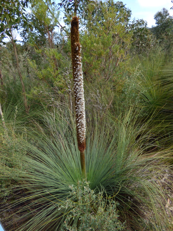 Xanthorrhoea australis