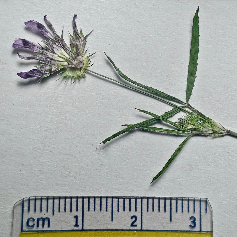 Trifolium wildenovii