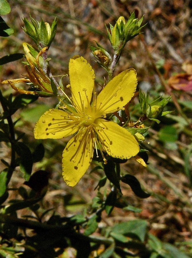 Hypericum perforatum ssp. perforatum