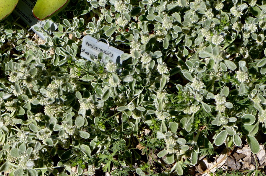 Marrubium rotundifolia
