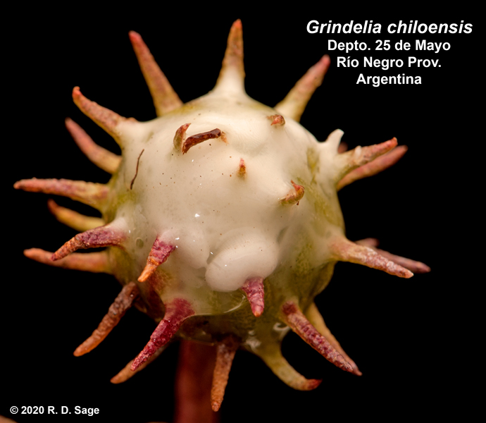 Grindelia chiloensis