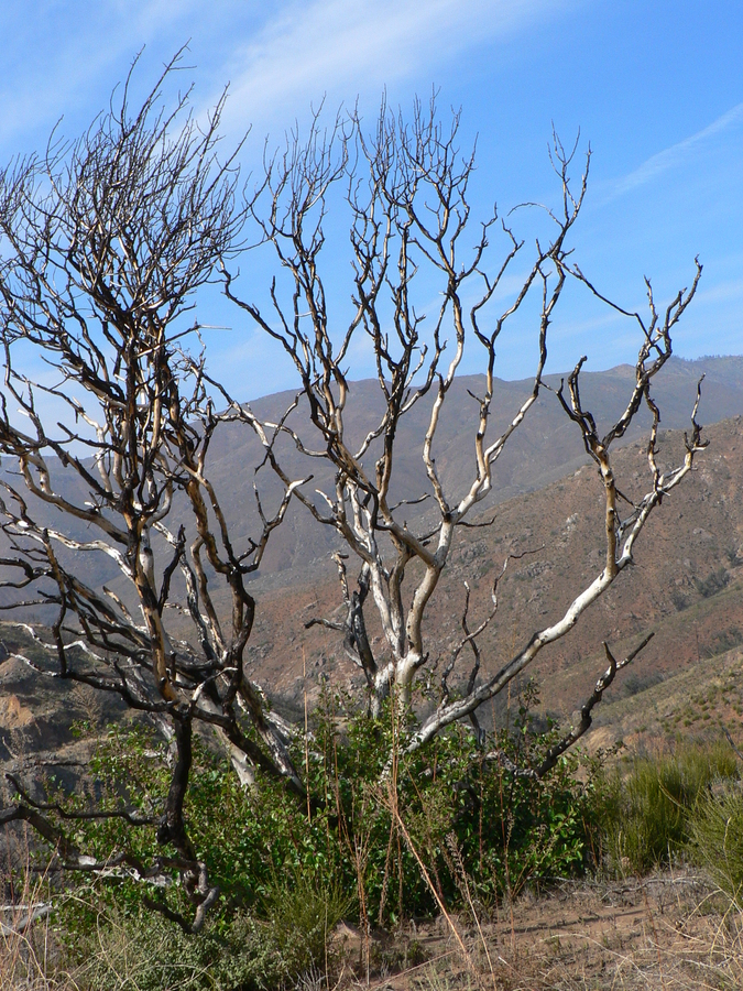 Resprouting Manzanita after a wildfire