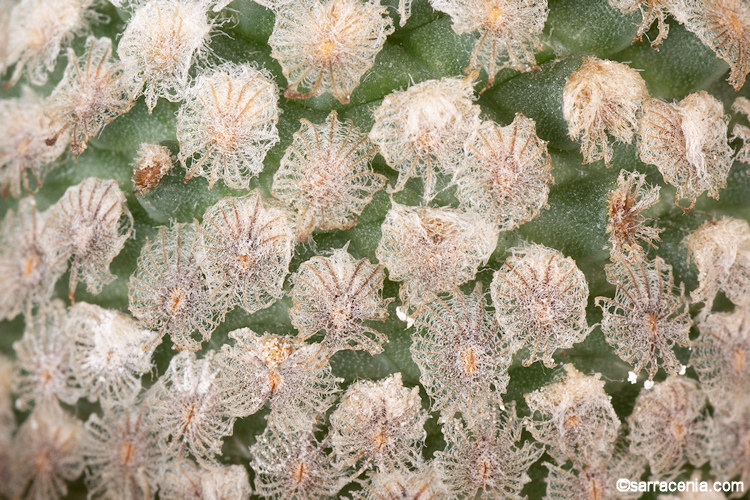Turbinicarpus valdezianus