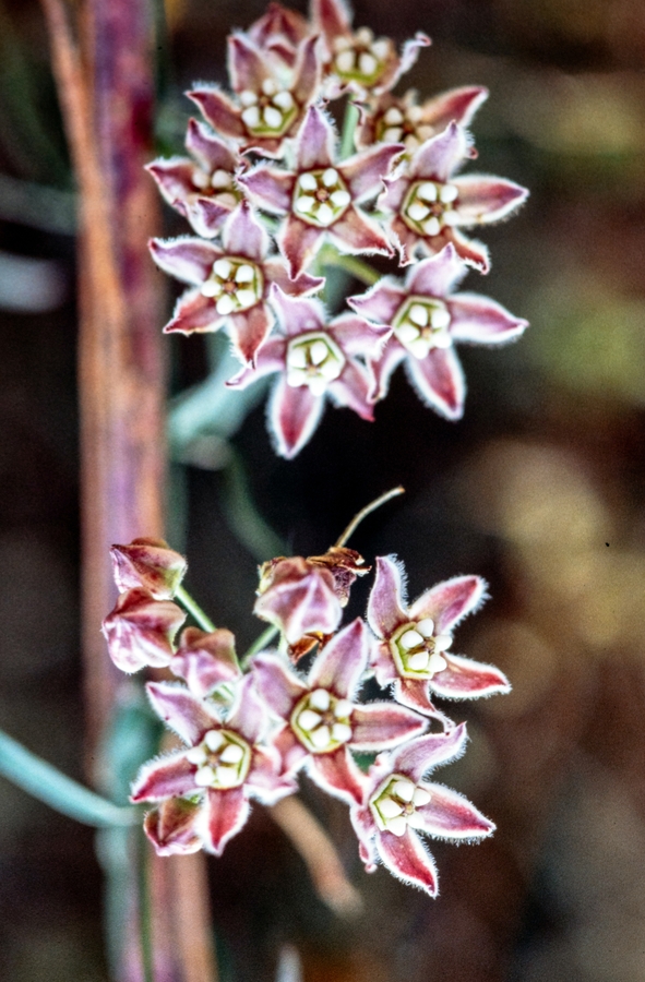 Funastrum cynanchoides ssp. hartwegii