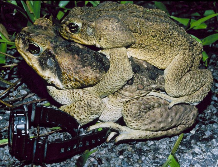 Rhinella marina Rhinella marina