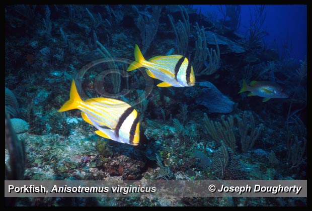 Anisotremus virginicus Anisotremus virginicus