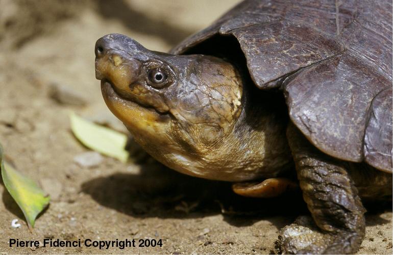 Philippine Pond Turtle