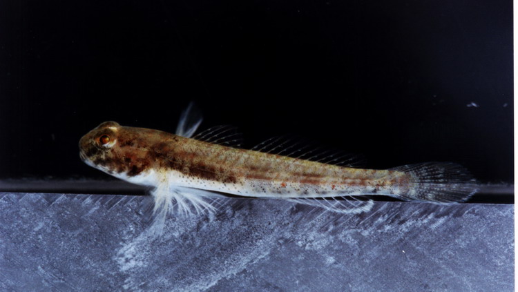 Ctenogobius boleosoma