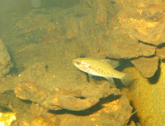 Nannoperca australis Nannoperca australis