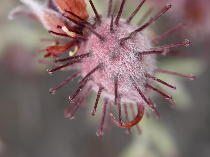 Krameria bicolor